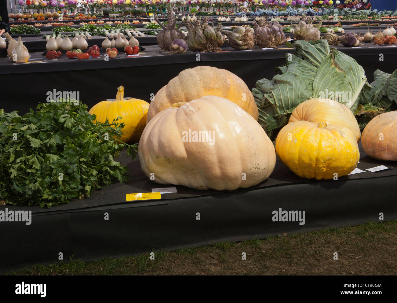 Prize winning giant veg vegetable vegetables pumpkin squash display competition vegetables at Malvern Autumn Show Three Counties Show Ground UK Stock Photo