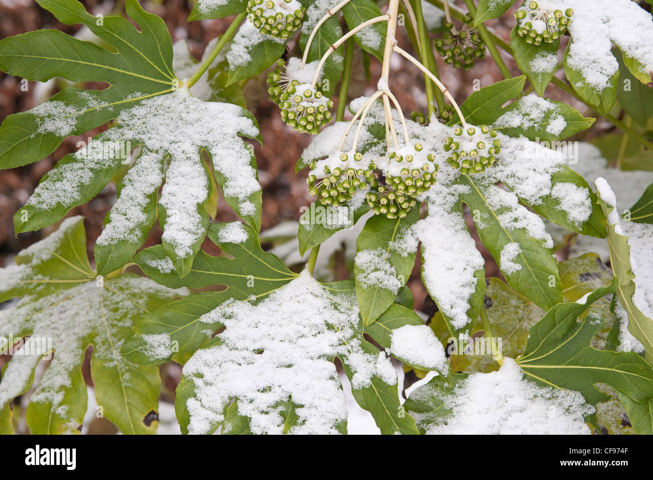 Fatsia Japonica evergreen shrub covered with snow and consequently protecting itself by semi wilting Stock Photo