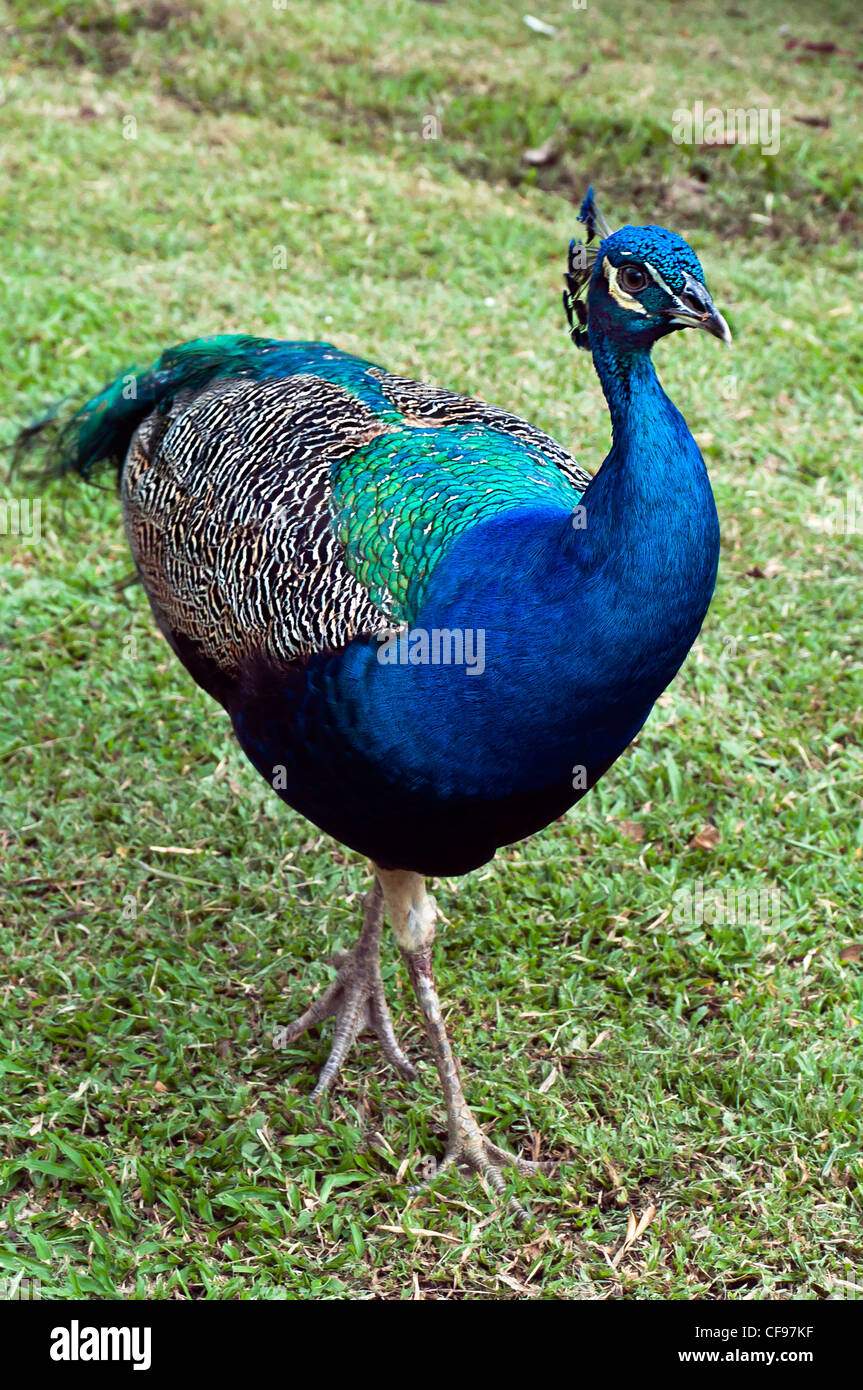 Peafowl are two Asiatic species of flying birds in the genus Pavo of the pheasant family, Phasianidae male eye-spotted tail. Stock Photo