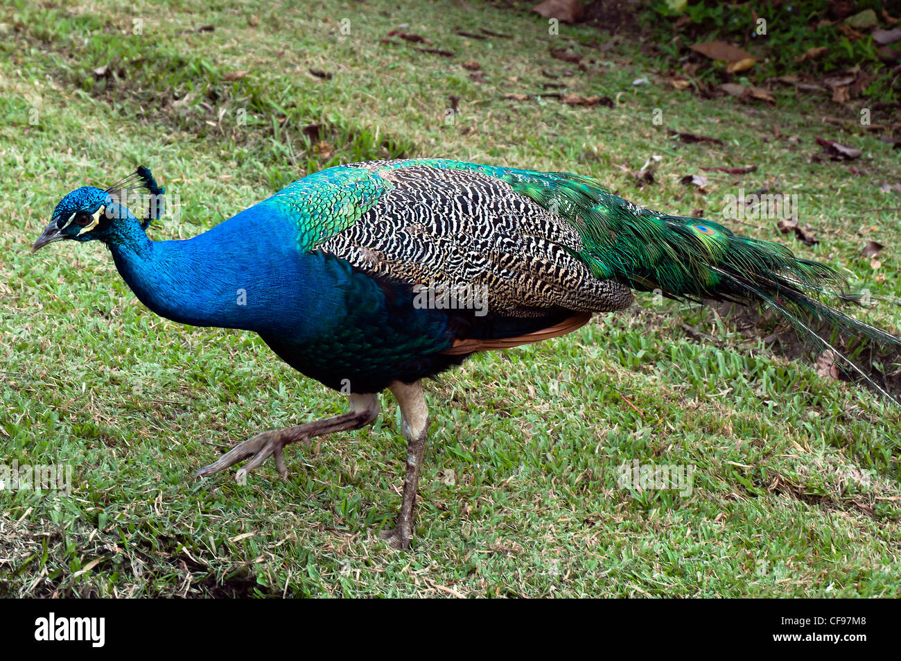 Peafowl are two Asiatic species of flying birds in the genus Pavo of the pheasant family, Phasianidae male eye-spotted tail. Stock Photo