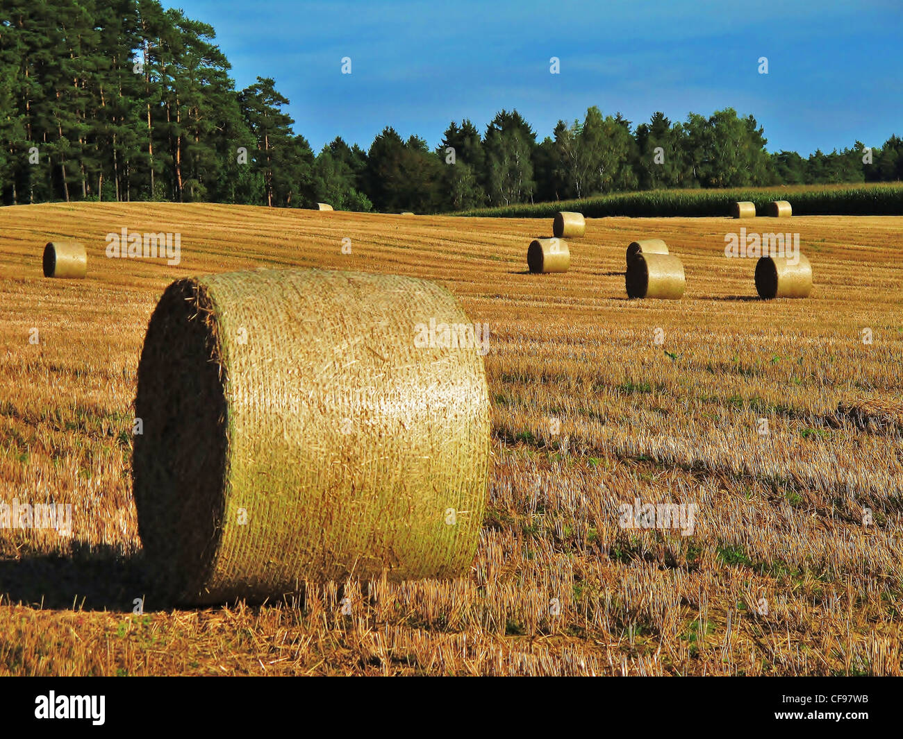 Field, Upper Palatinate, straw bale, agriculture, harvest, crop, Germany Stock Photo
