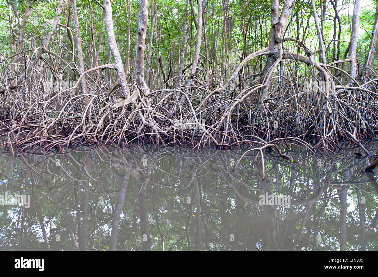 Mangroves various kinds of trees medium height shrubs saline coastal ...