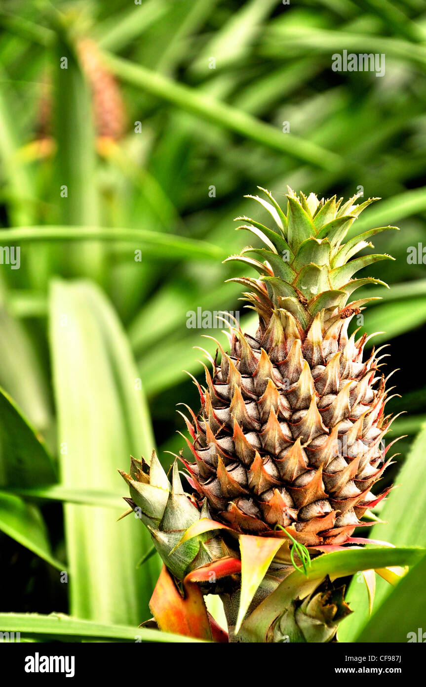 Pineapple growing in a pineapple field Stock Photo Alamy