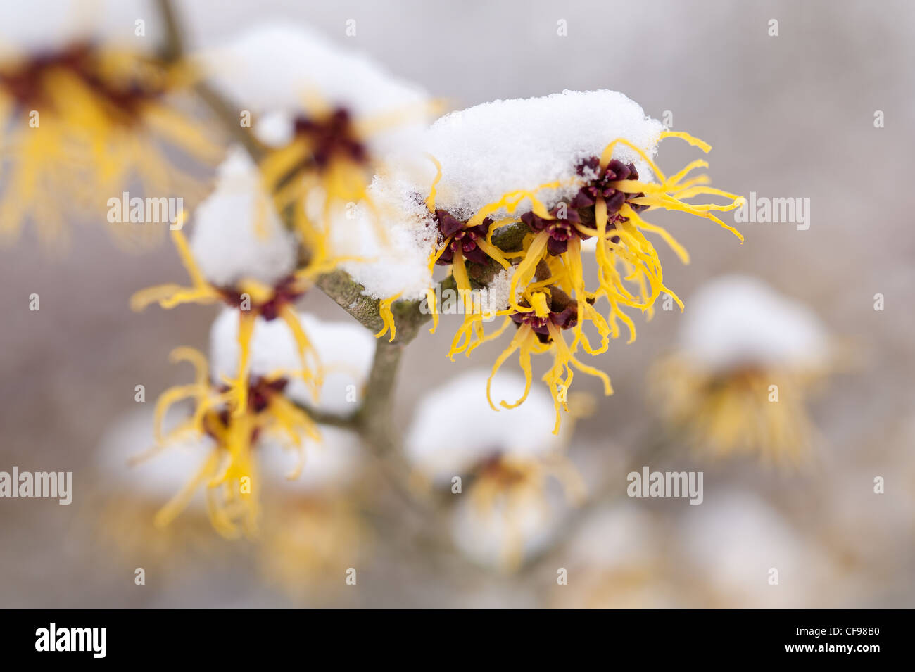 Blooming Witch Hazel Hamamelis mollis , a deciduous winter flowering ...