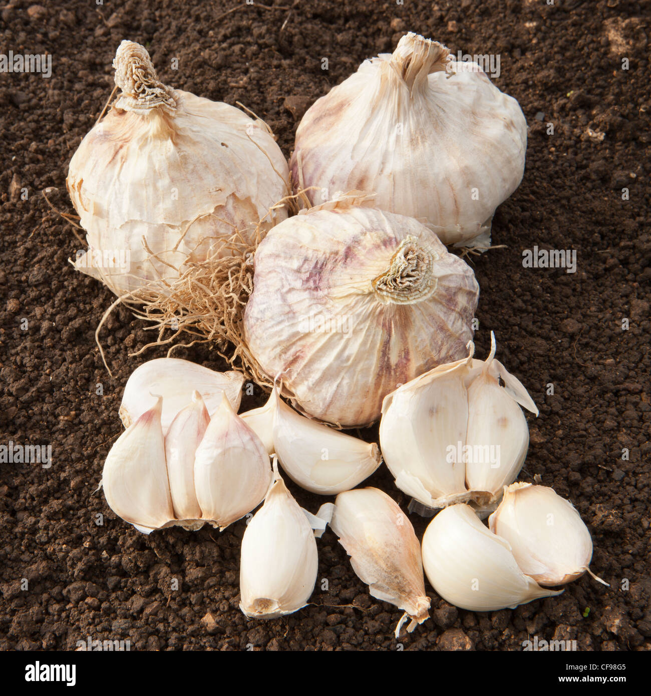 Organic garlic bulbs waiting to be planted Stock Photo