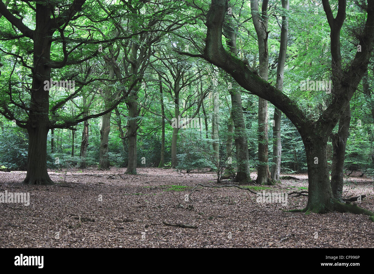 A view of Catslip Wood in the summer UK Stock Photo