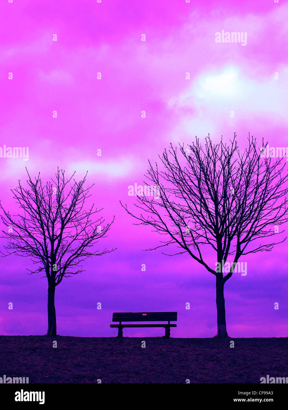 Bench, Seat, wood, trees, horizon, skyline, horizontal, fog, mood