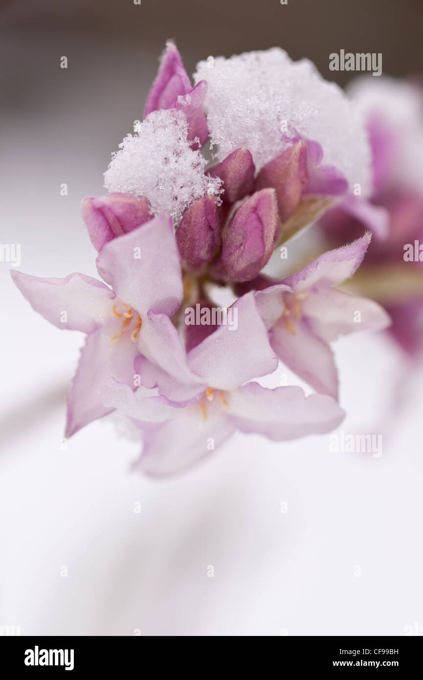 Snow laden flower of Viburnum in winter snow Stock Photo