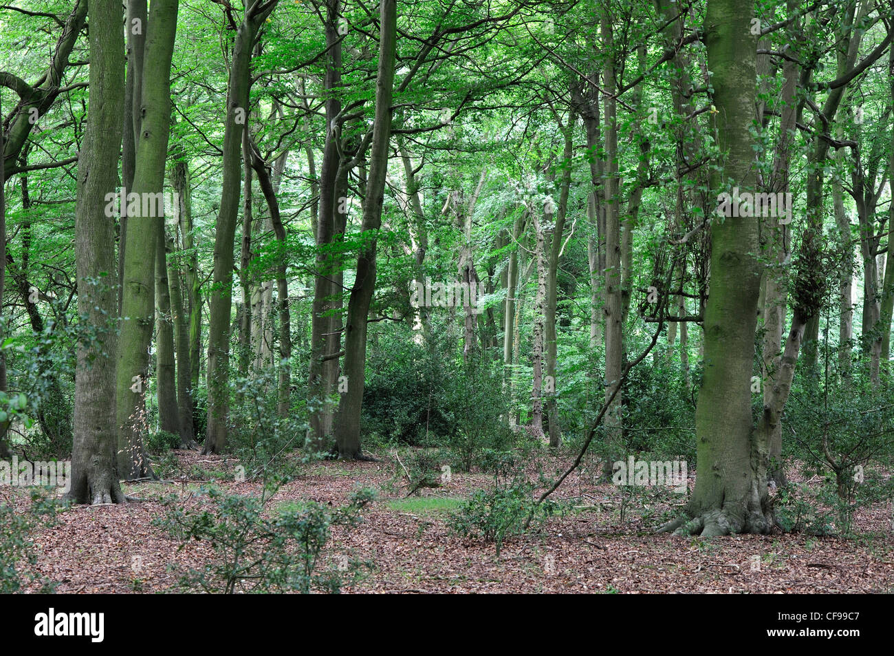 A view of Clayhill Wood, Stoke Row, Oxfordshire, UK August 2011 Stock Photo
