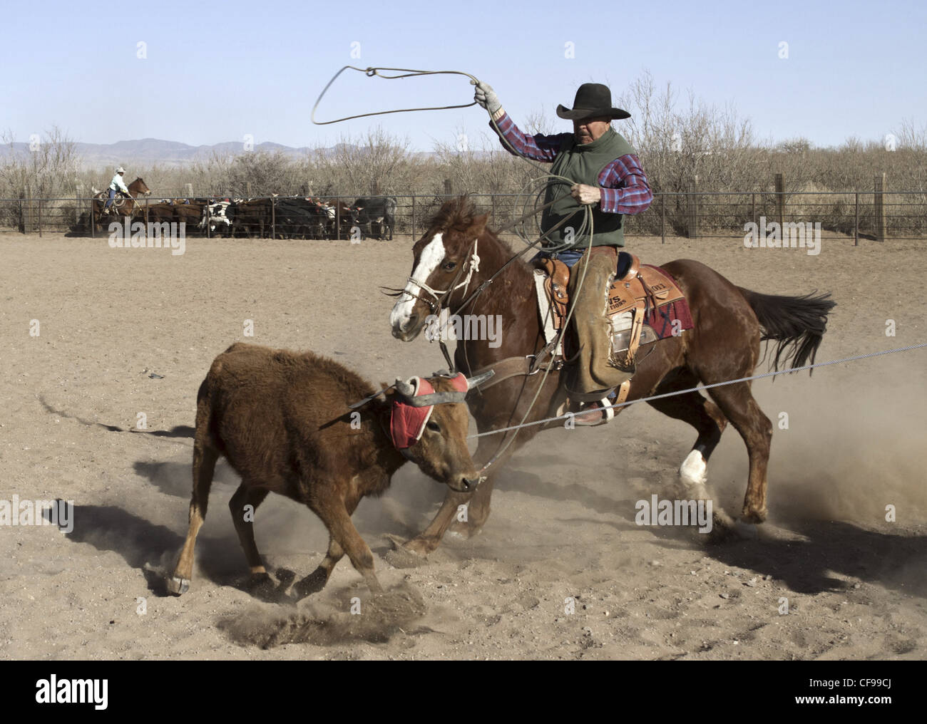 Team roping event in a small west Texas town. Stock Photo