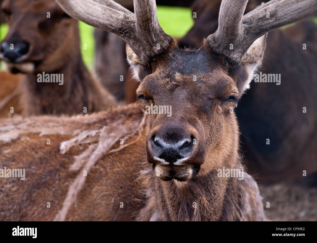 Buck deer, Alaska Stock Photo