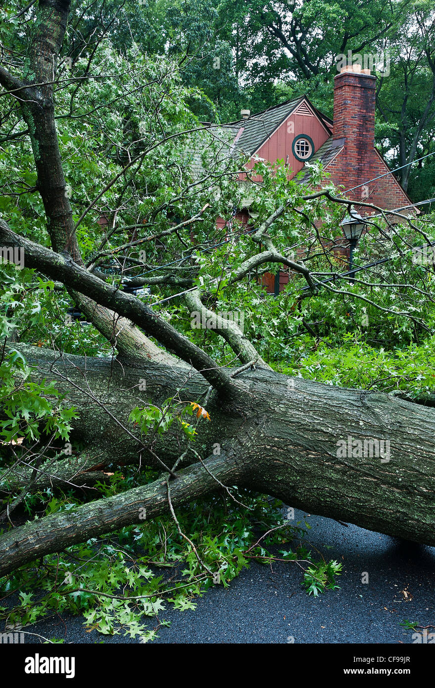 Hurricane tree damage, Hurricane Irene 2011, Moorestown NJ, New Jersey Stock Photo