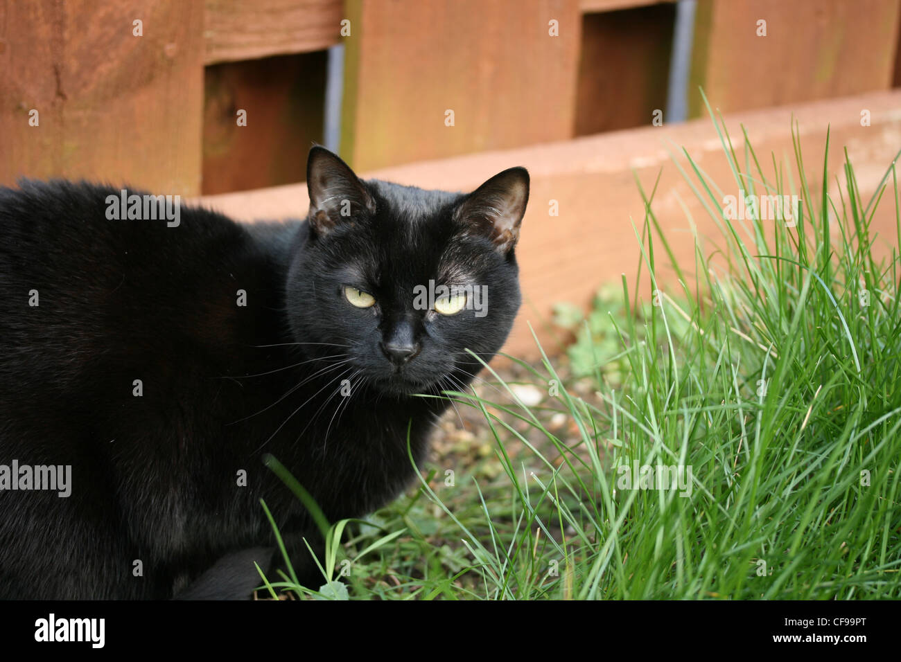 A black cat sat in the grass by the garden fence Stock Photo - Alamy