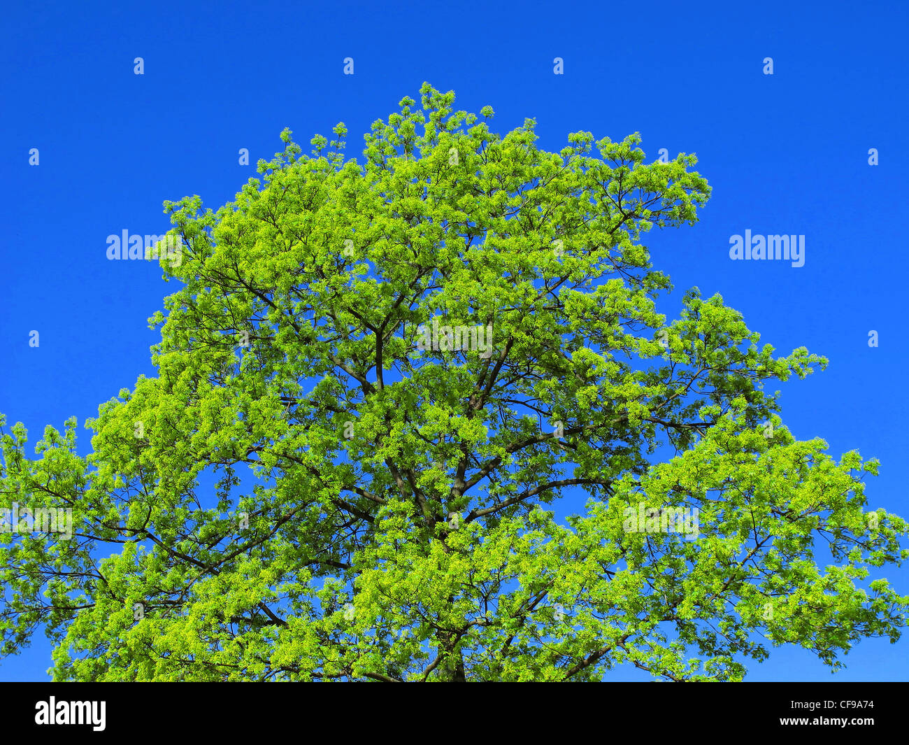 Tree, maple, tree top, sky, heaven, leaves, Franconia, Germany Stock ...