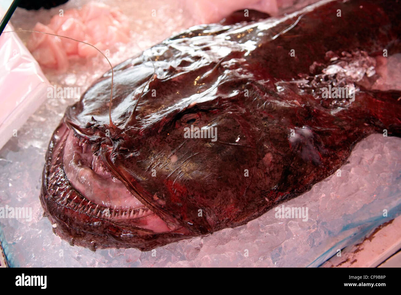 NORWAY Bergen Fish Market angler fish on ice on a fishmongers stall. Stock Photo