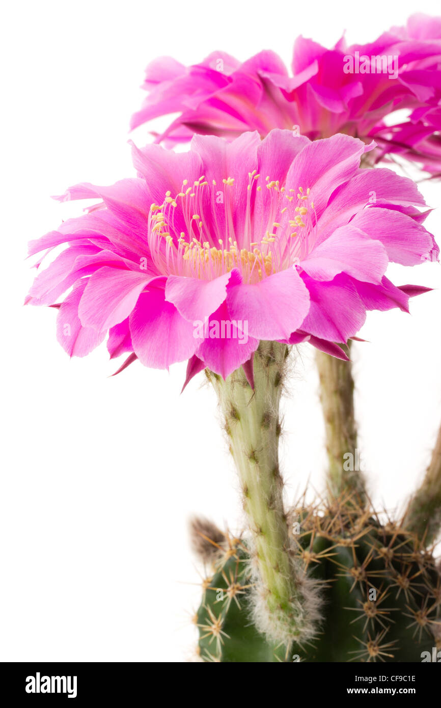 Echinopsis 'Desdemona' (hybrid from Schick) Stock Photo