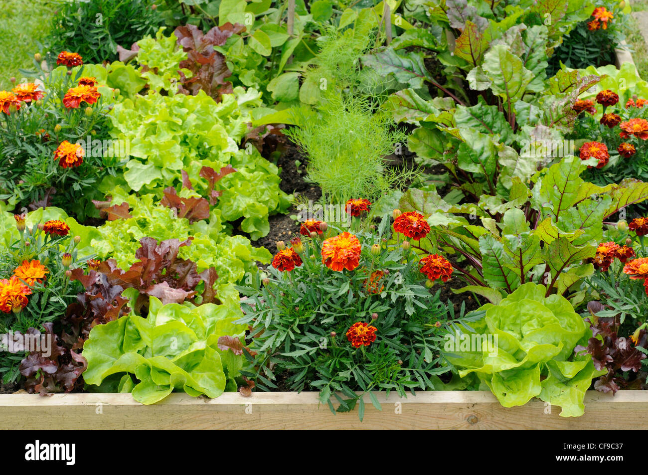 Flowers and vegetable in a raised bed, including, Marigolds, Lettuce