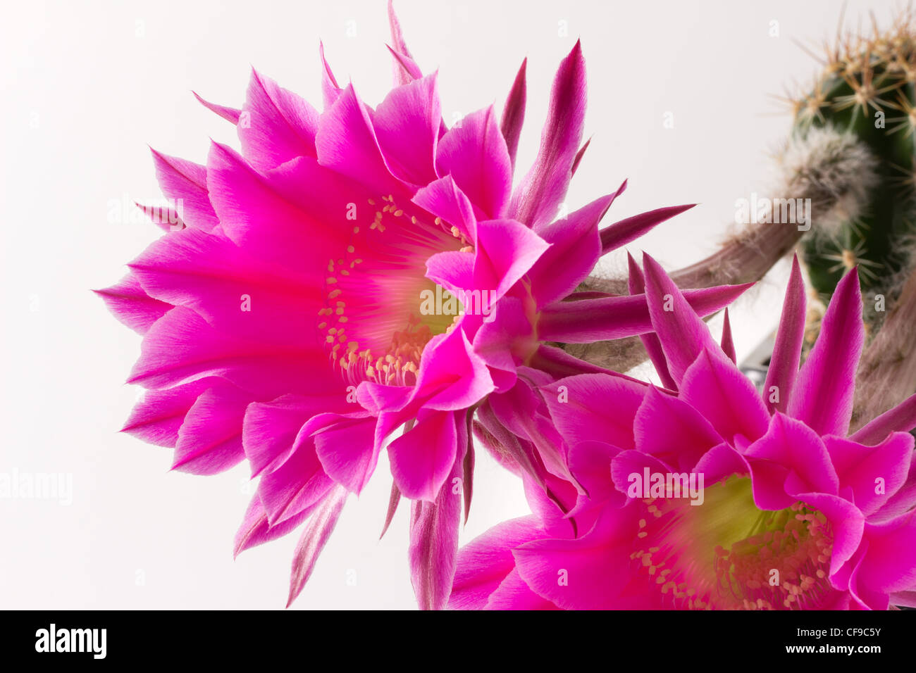 Echinopsis 'Romance' (hybrid from Schick) Stock Photo