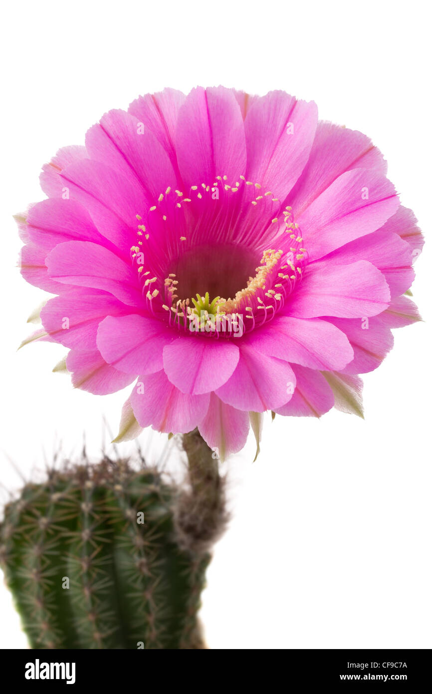 Echinopsis 'Syncopation' (hybrid from Schick) Stock Photo
