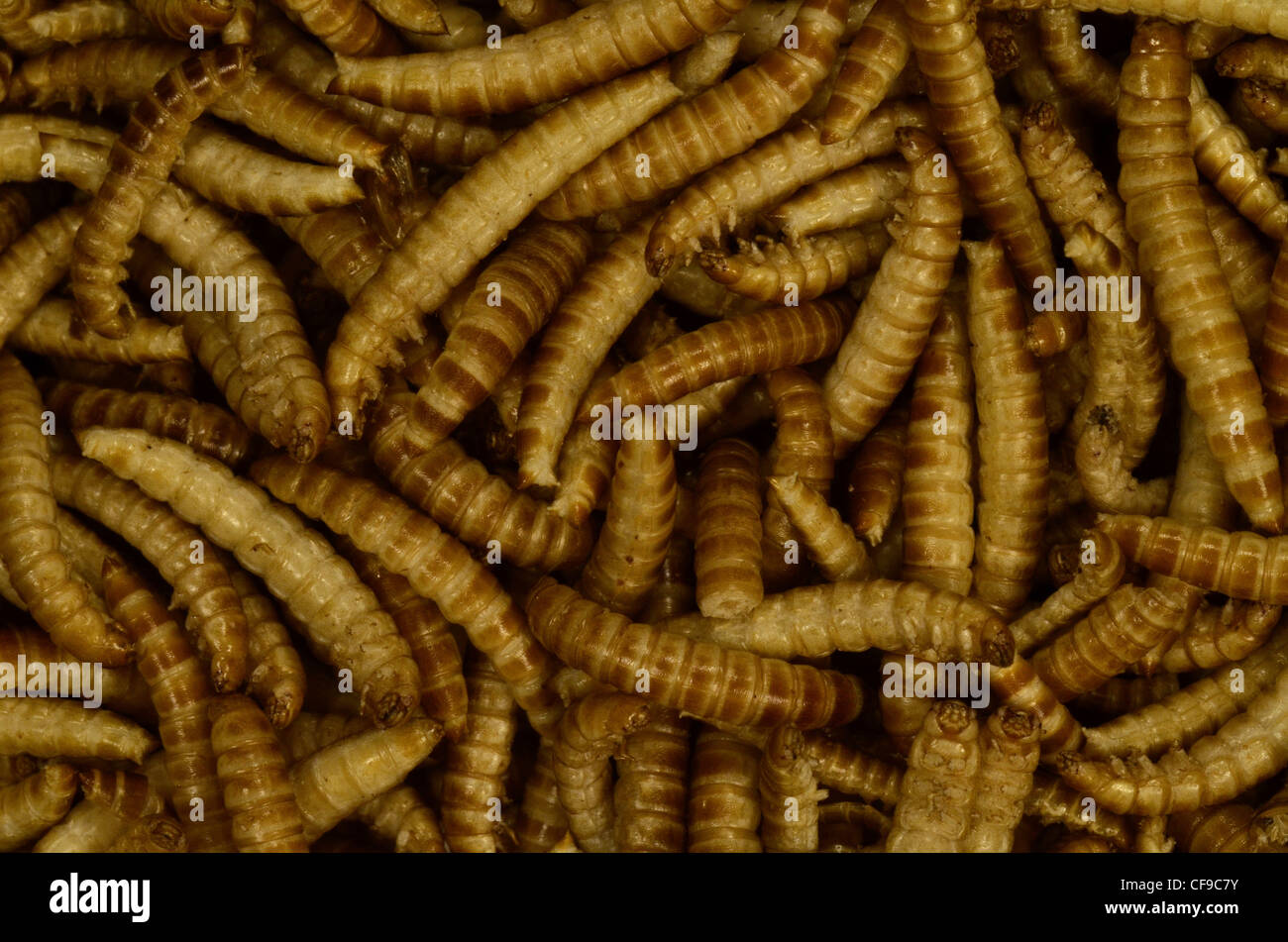 Freeze-dried Buffalo Worms / Alphitobius diaperinus for human food. Open a can of worms metaphor. Stock Photo
