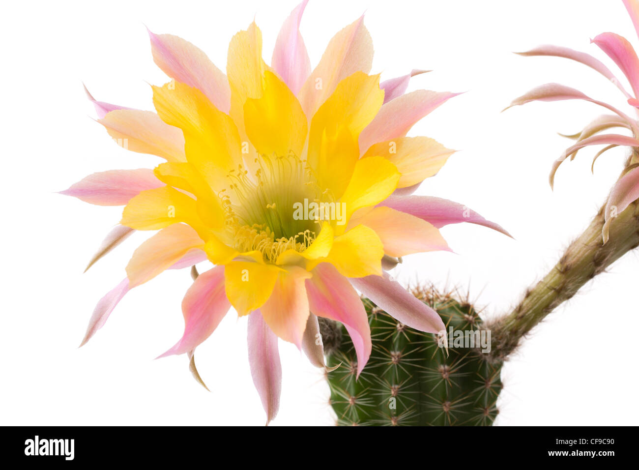 Echinopsis 'Embraceable You' (hybrid from Schick) Stock Photo