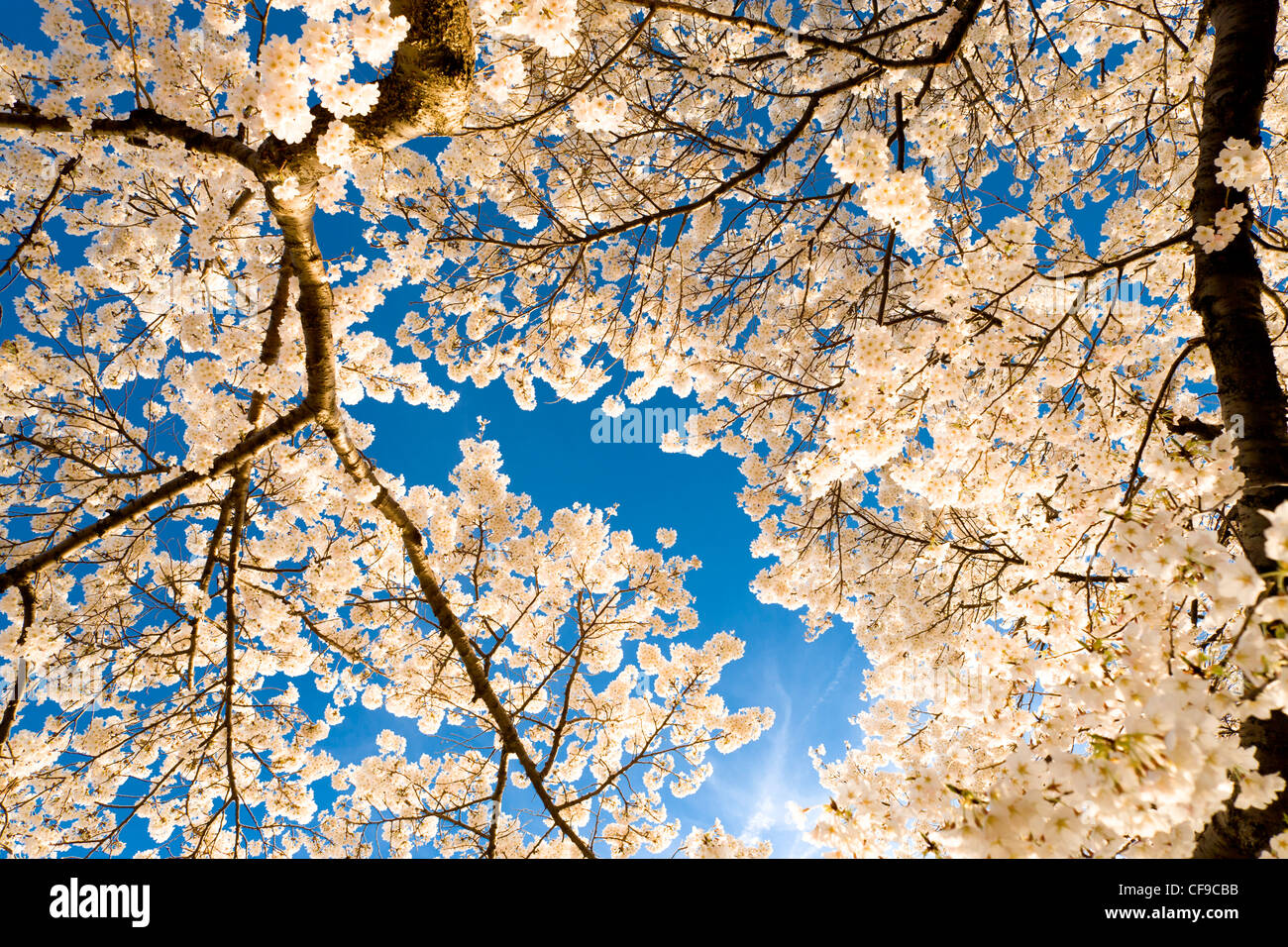Sunlight shining through the branches of cherry blossom trees in full peak bloom overhead. American Hanami in Washington DC. Stock Photo