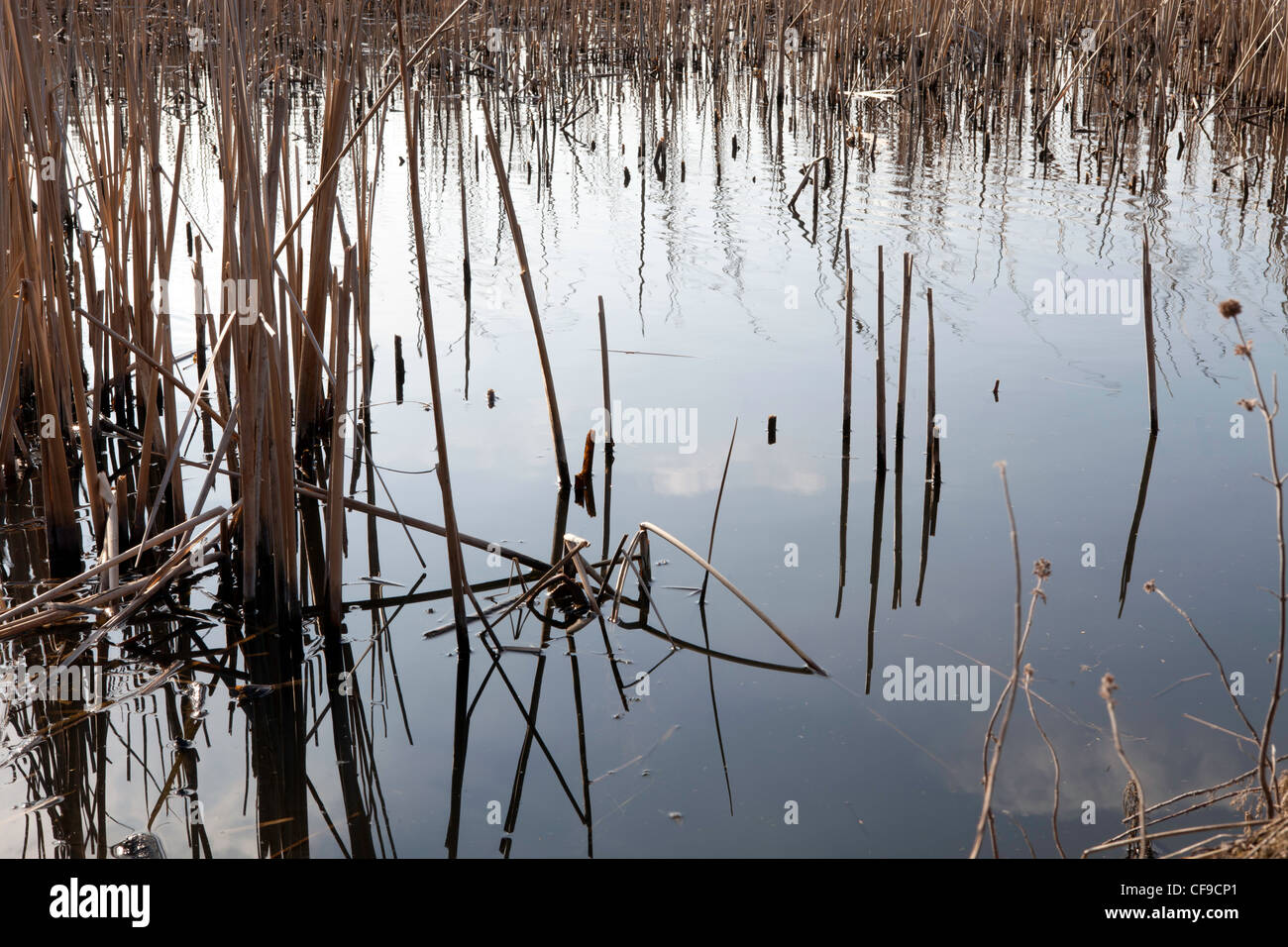 Reed bed in lake Stock Photo Alamy
