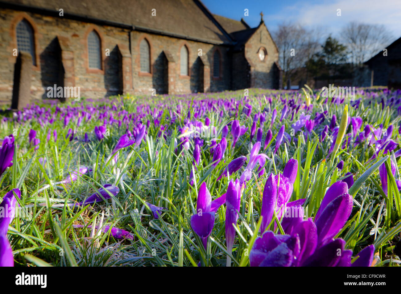 Early spring crocuses at Lowick Church in the Lake District. Stock Photo