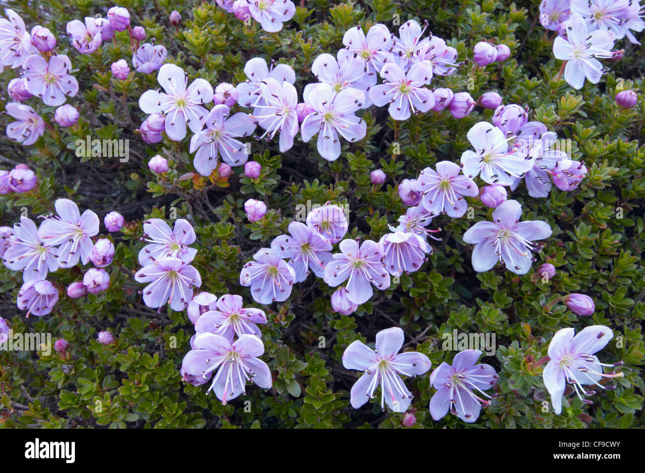 Purple Saxifrage (Saxifraga oppositifolia) flowers, Triglavaski National Park, Julian Alps, Slovenia Stock Photo