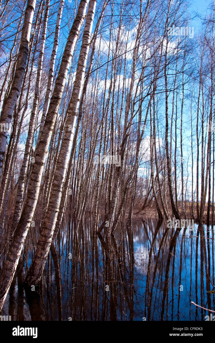 spring water in the birches forest Stock Photo - Alamy