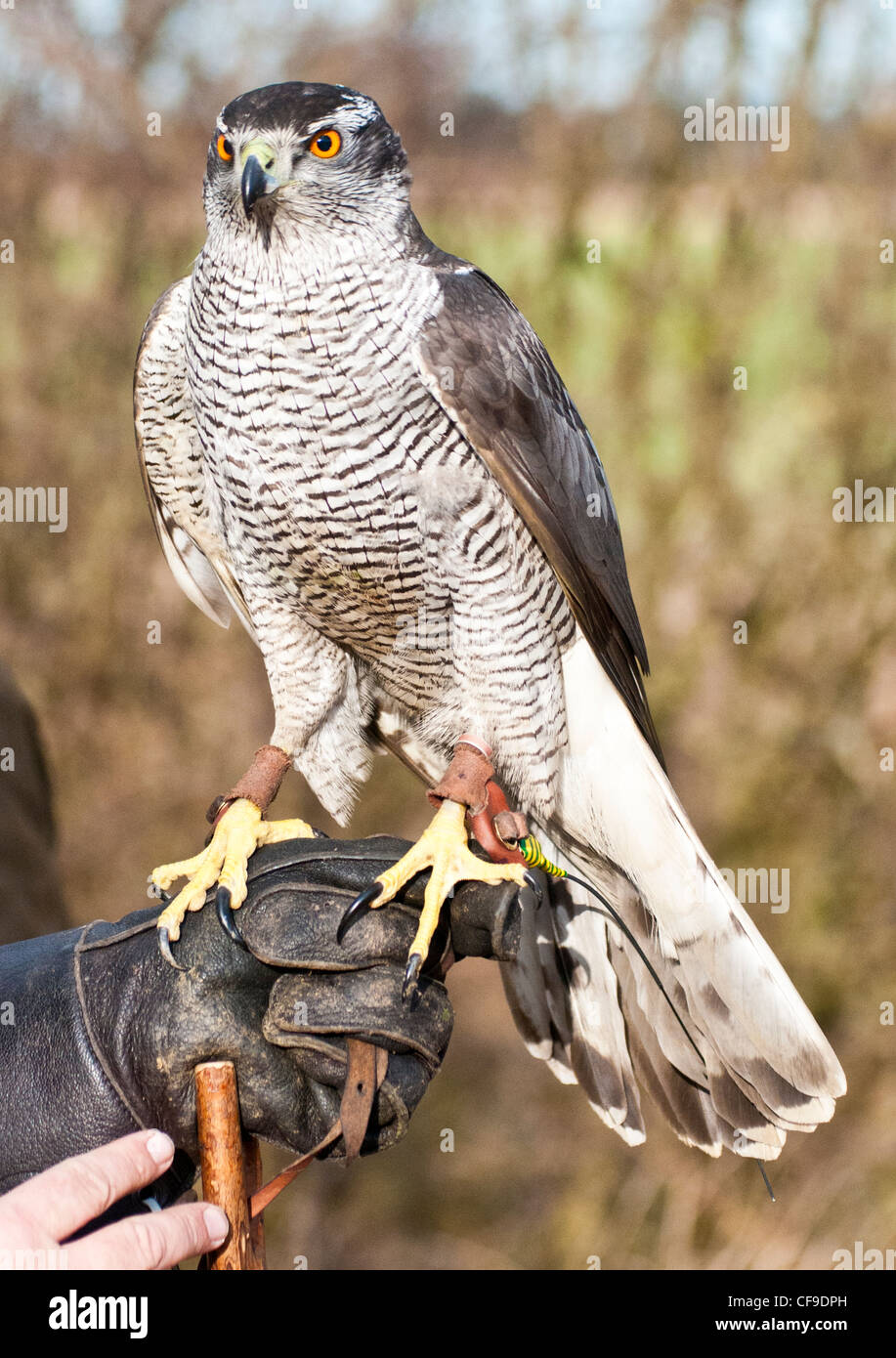 Bird falcon falconer falconry goshawk hawk hunting raptor uk bird hi
