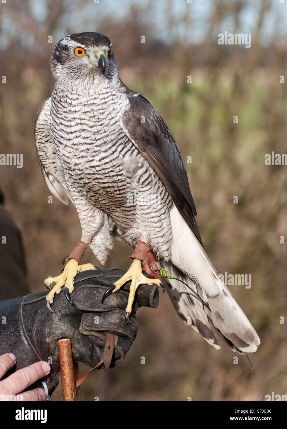 Bird falcon falconer falconry goshawk hawk hunting raptor uk bird hi ...