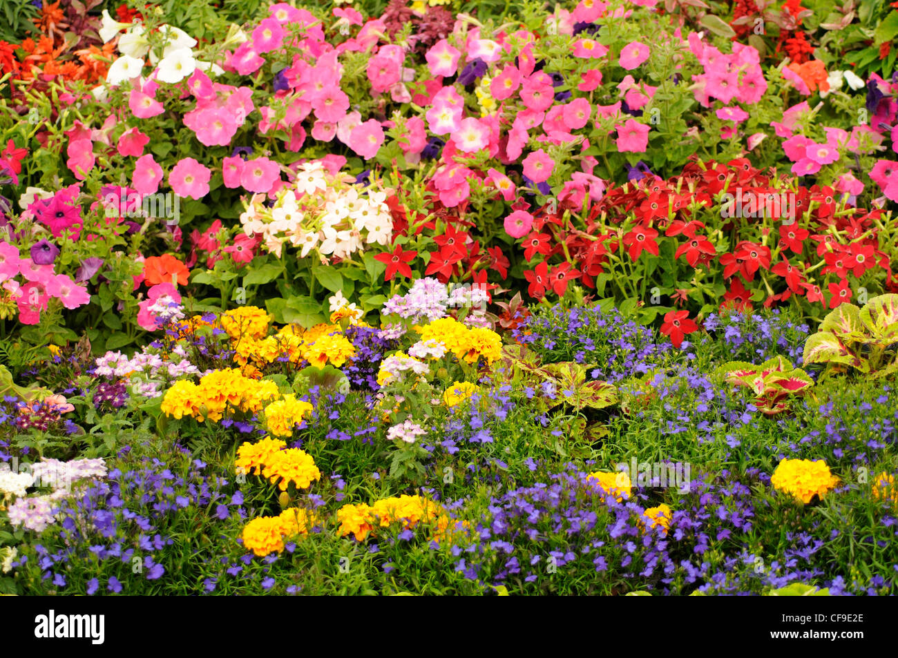 Summer Annuals growing in summer border, UK, July Stock Photo