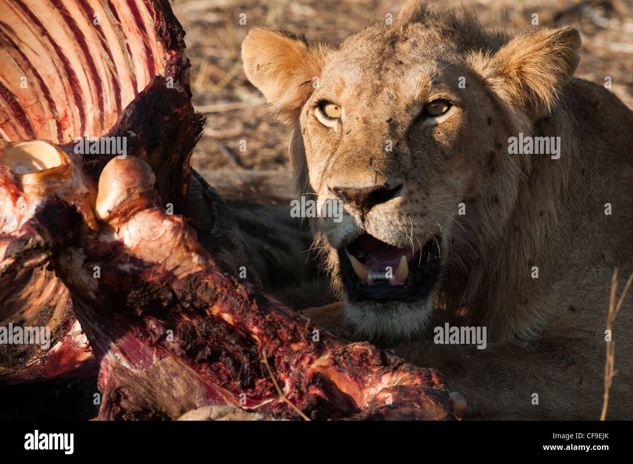 Subadult lion feeding on a giraffe carcass Stock Photo