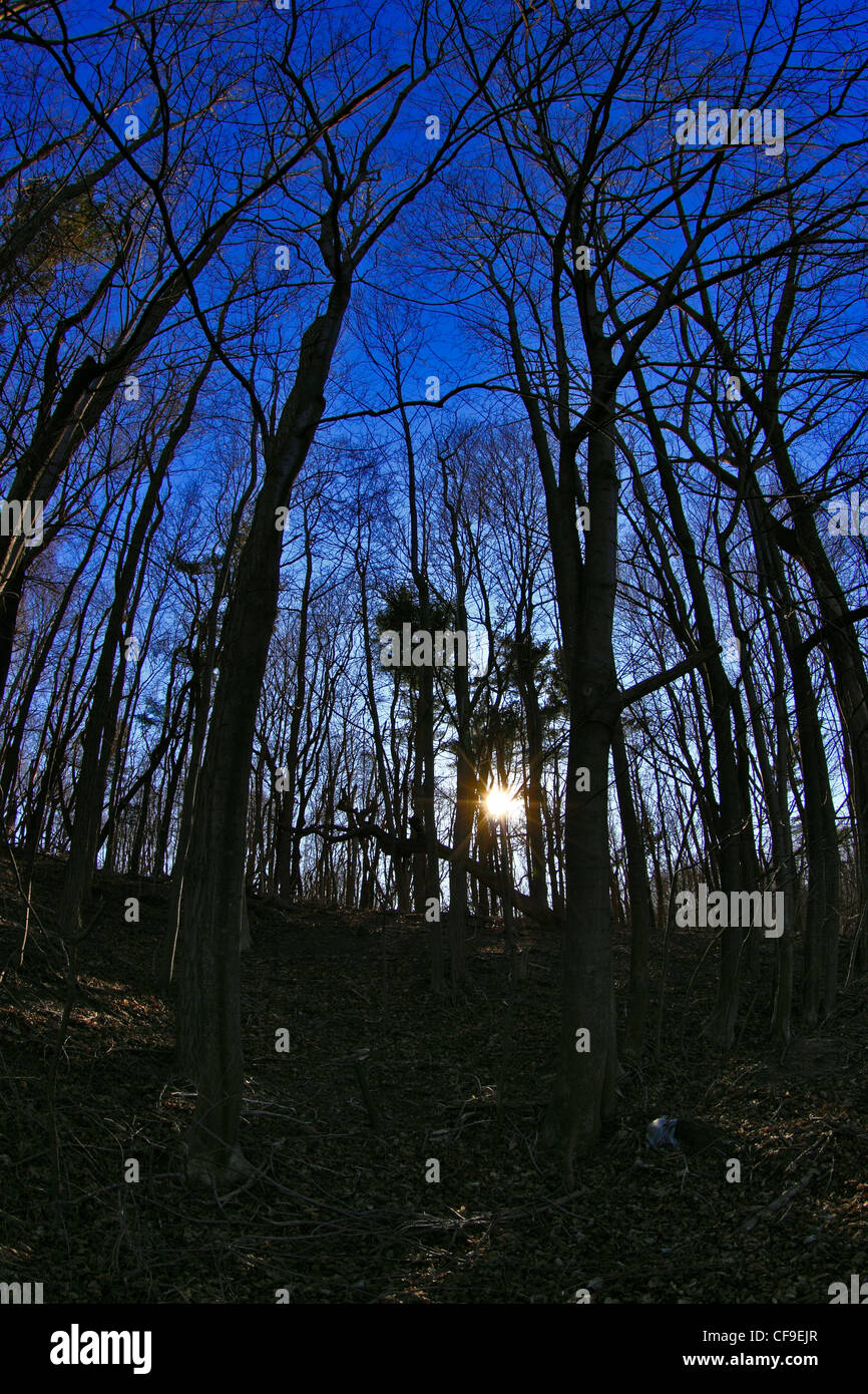 Silhouetted trees Long Island NY Stock Photo Alamy