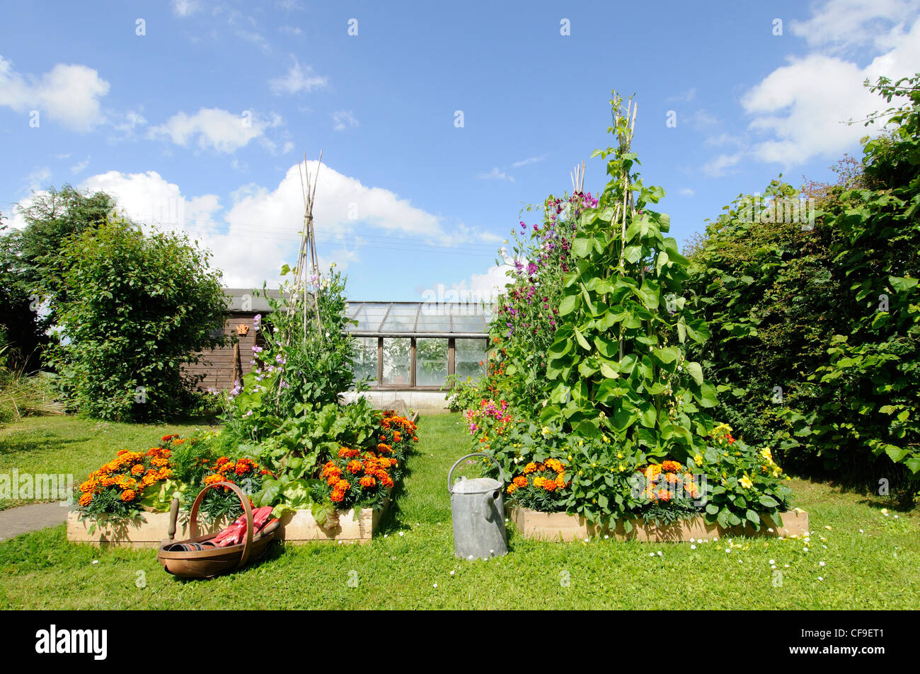 Summer garden with mixed vegetable and flower raised beds, UK, July