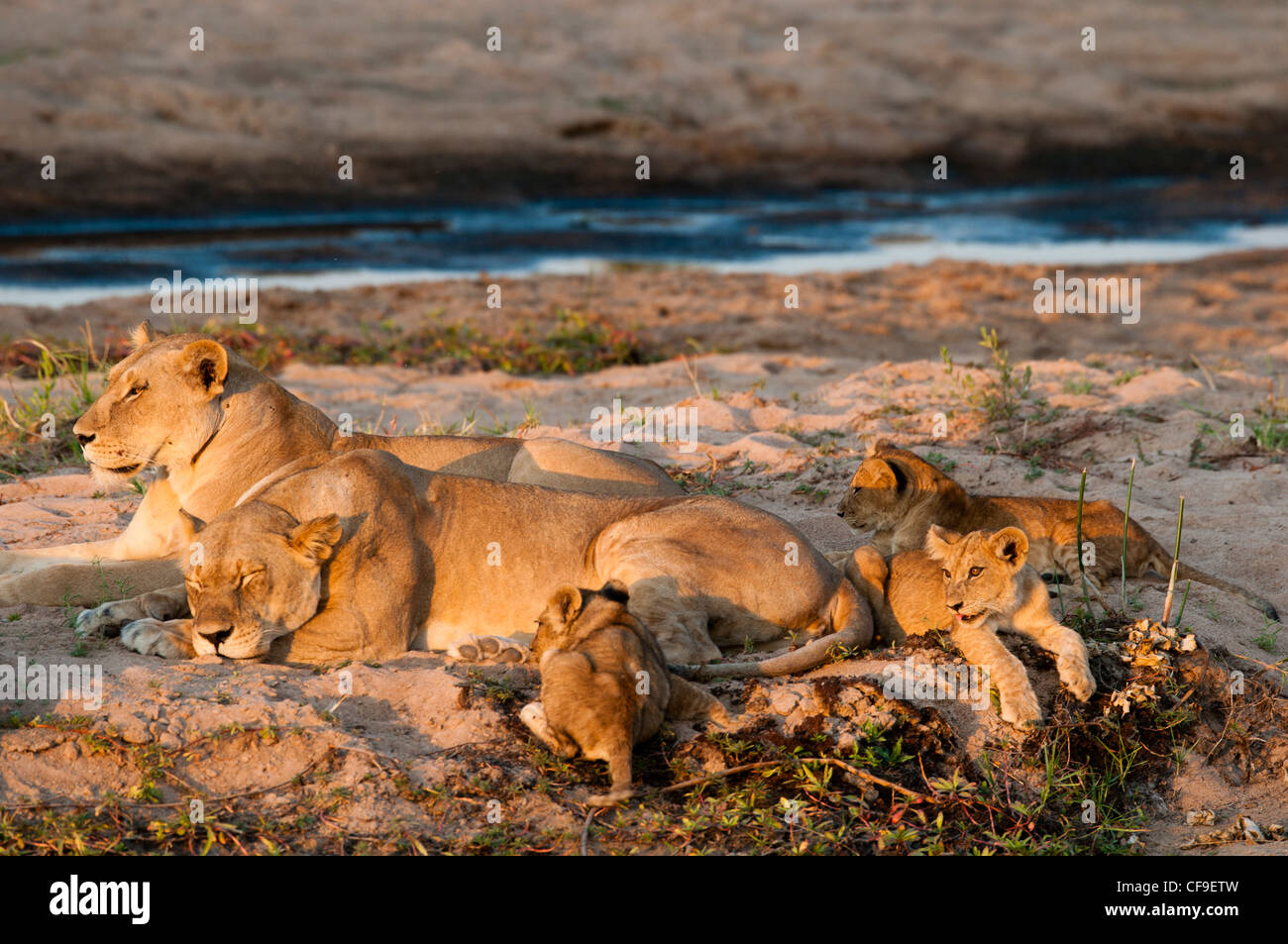 Lion pride resting by the river in Ruaha