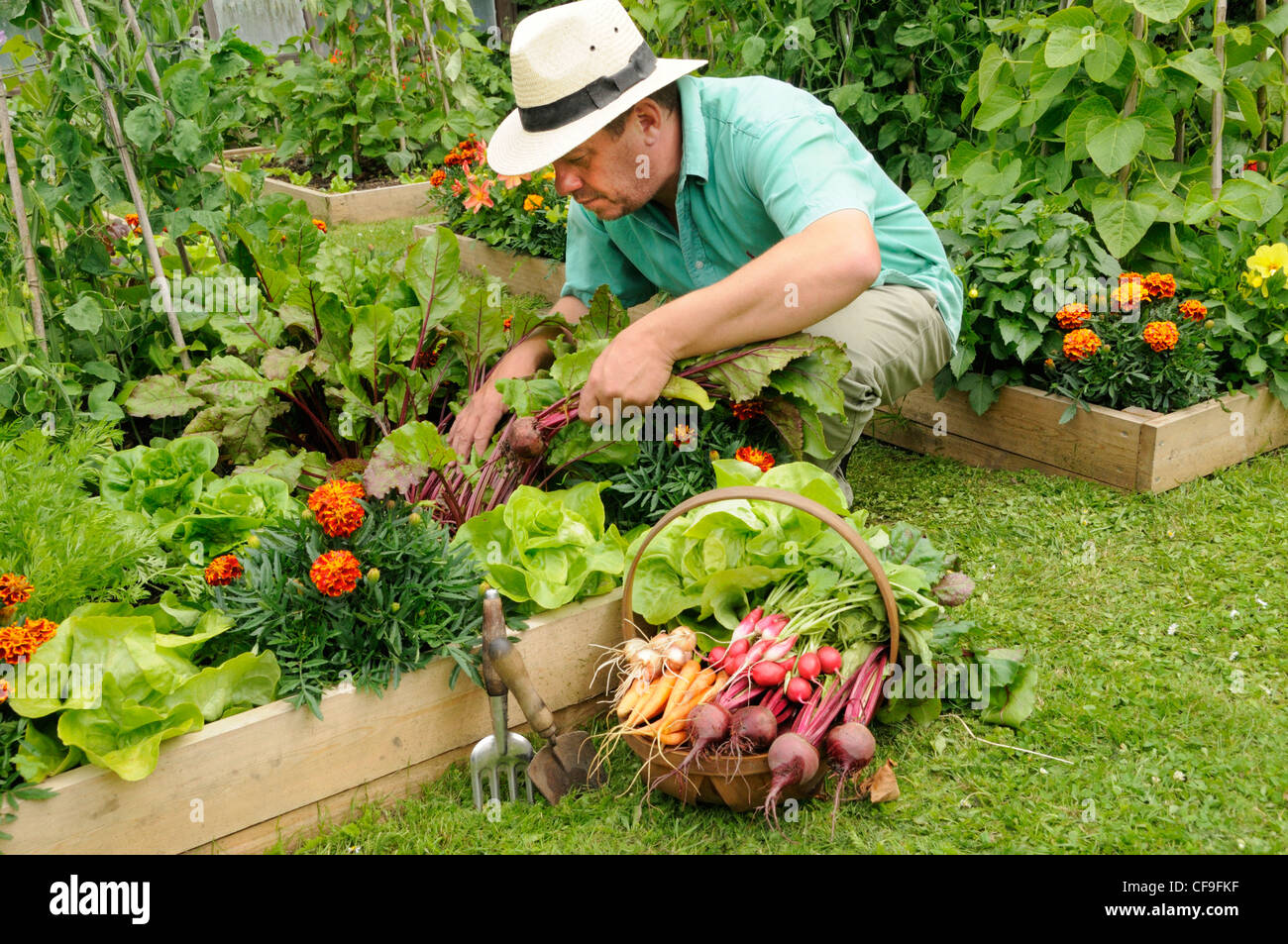 gardener harvesting summer vegetables from raised bed vegetable plots CF9FKF