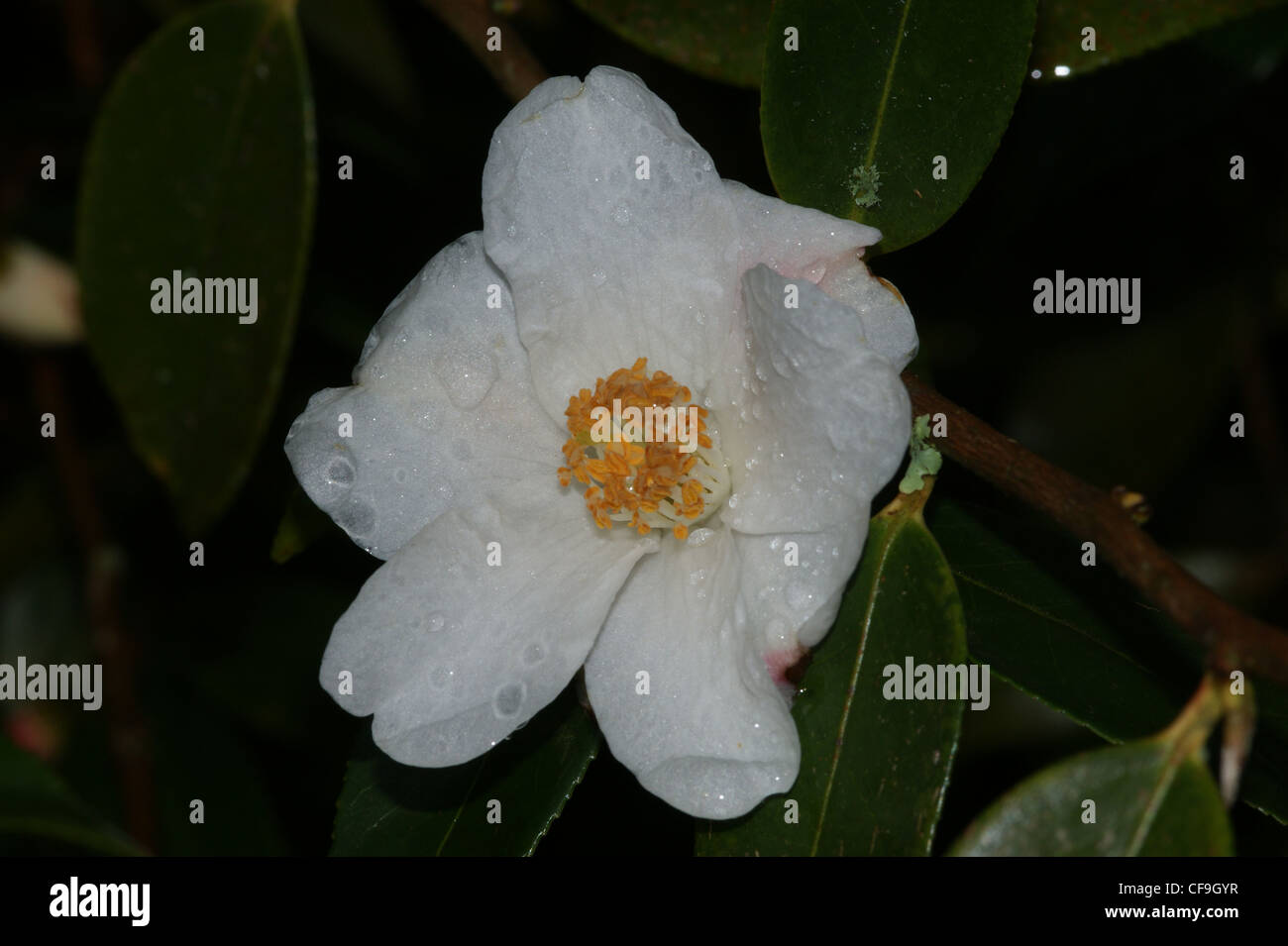 Camellia 'Cornish Snow' Stock Photo