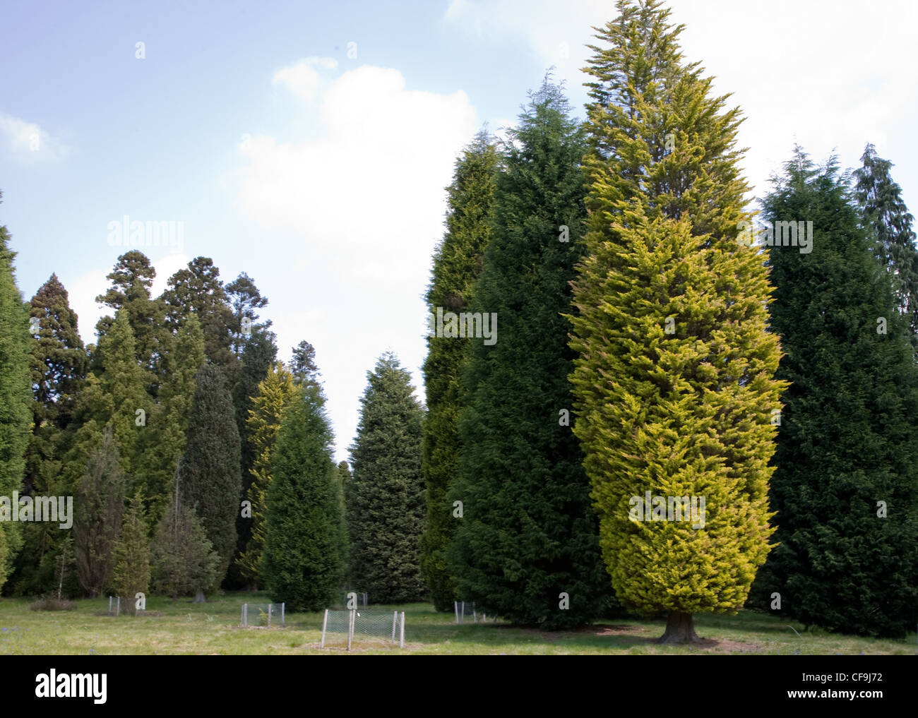 Bedgebury the world's finest conifer collection Stock Photo