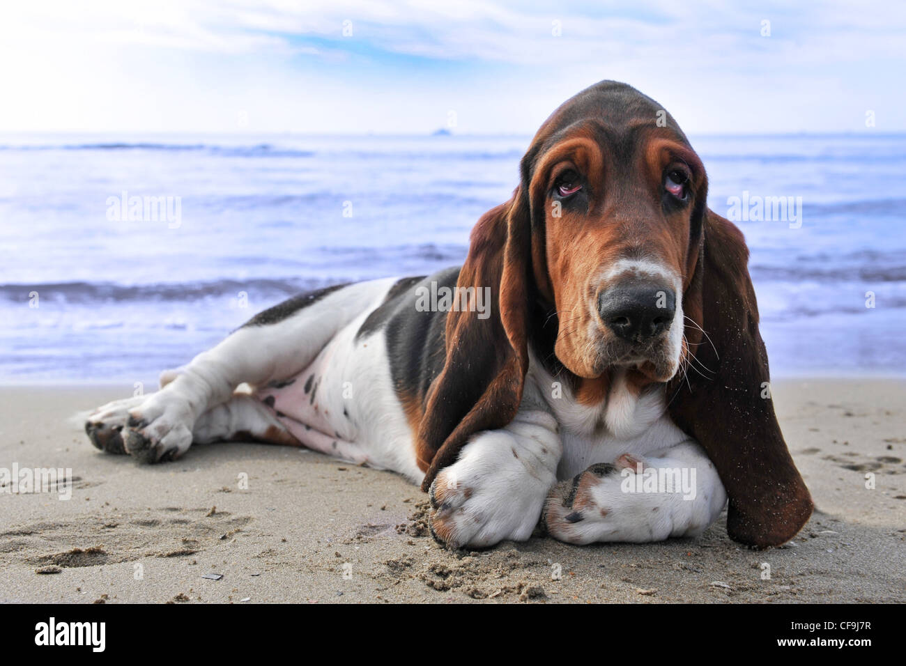 picture of puppy purebred basset hound on a beach Stock Photo