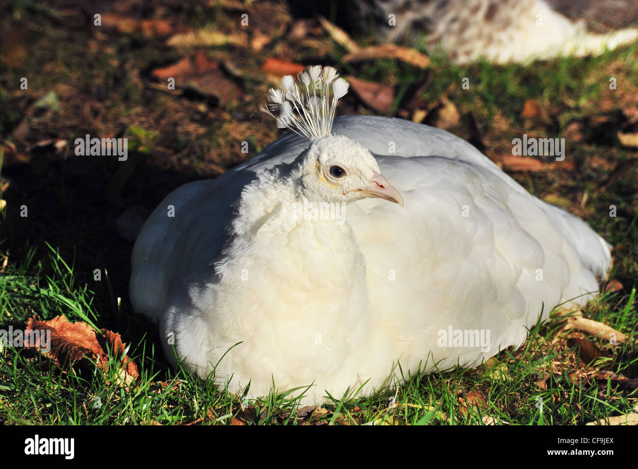 white peafowl laid down in the nature, Pavo cristatus Stock Photo