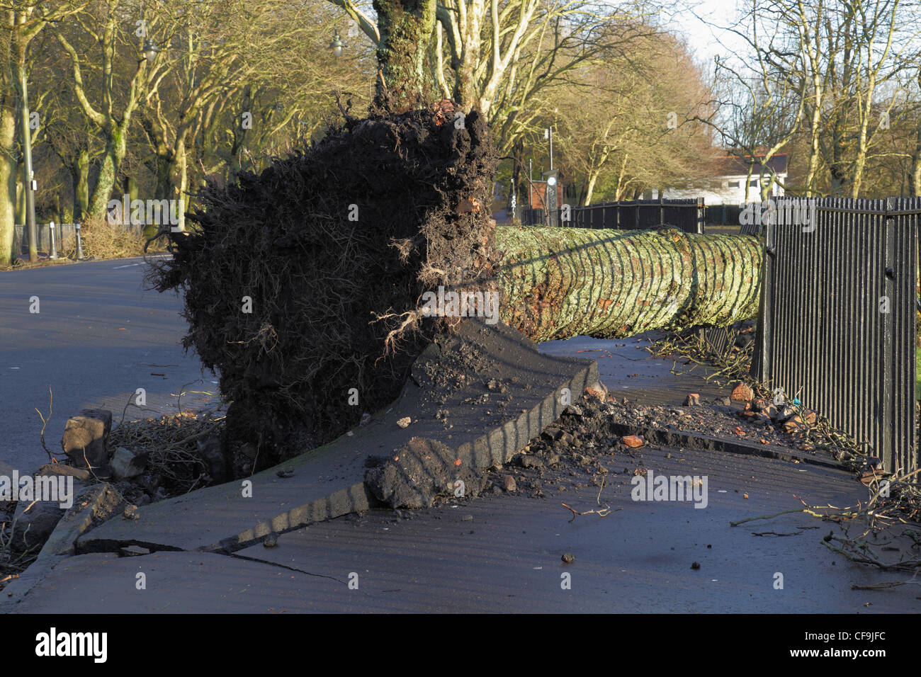 Damage to a pavement and metal fence caused by a tree blown over in a winter storm, Kelvin Way, Glasgow west end, Scotland, UK Stock Photo