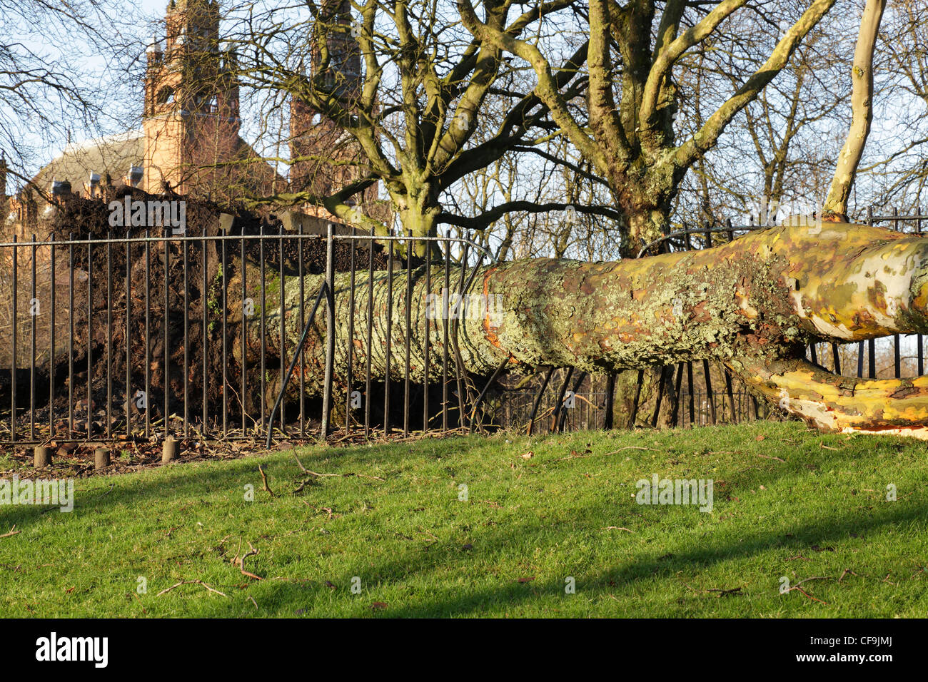 Damage to a metal fence caused by a tree blown over in a winter storm, Kelvin Way, Glasgow west end, Scotland, UK Stock Photo