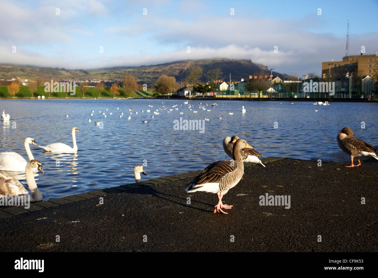 geese and swans at the Waterworks Belfast Northern Ireland UK Stock Photo