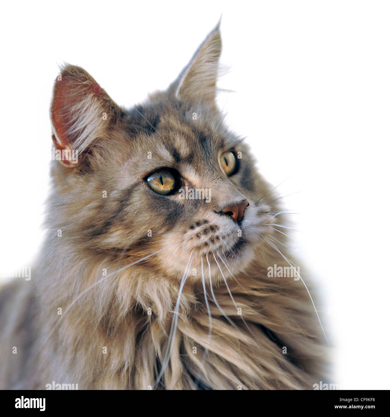 portrait of a purebred maine coon cat on a white background Stock Photo ...
