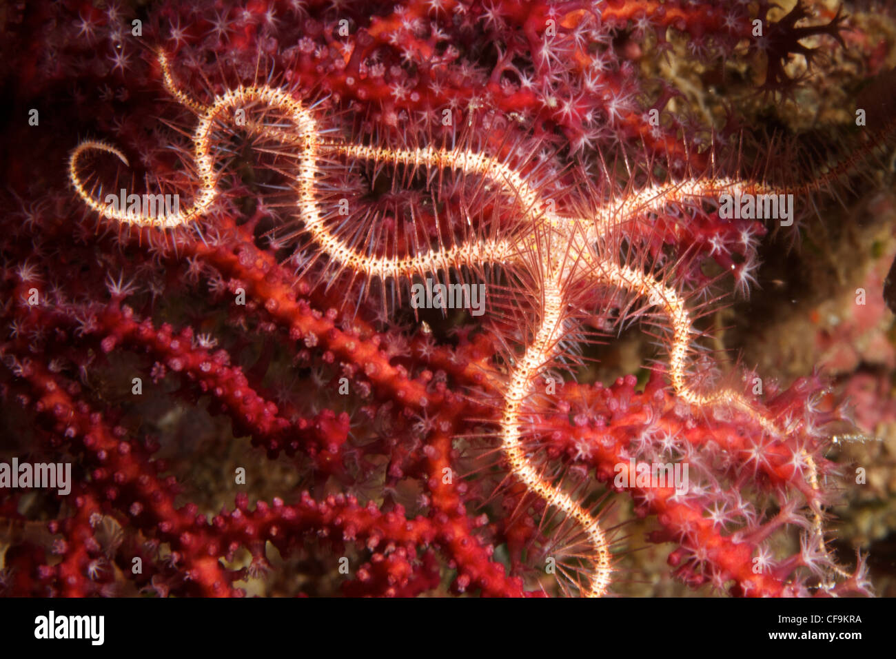 Brittle Star (Ophiurida) Raja Ampat, Papua, Indonesia Stock Photo