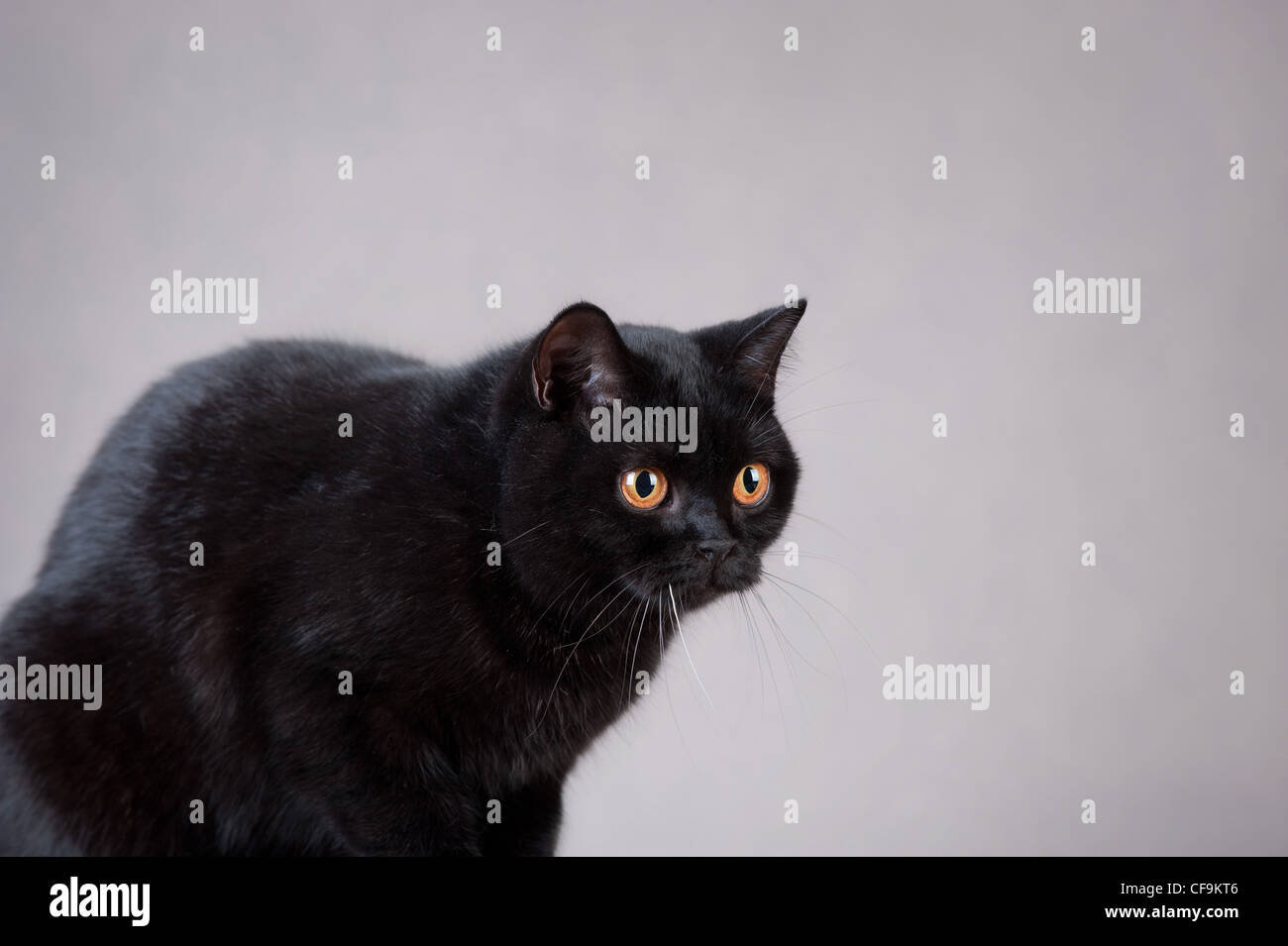 Black British shorthair cat Stock Photo Alamy
