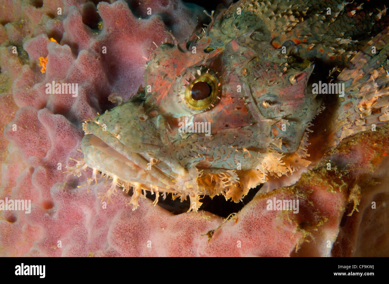 Pink Scorpionfish (Scorpaenidae) resting on a pink sponge. Stock Photo