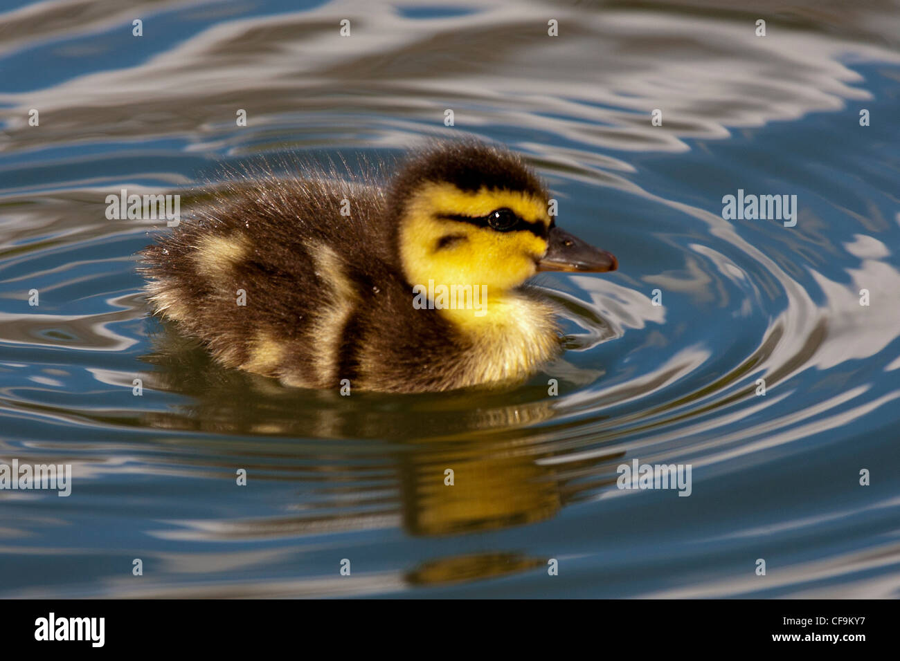 A cute duckling creating ripples in local pond (Battersea Park - London). Stock Photo